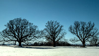 Trees